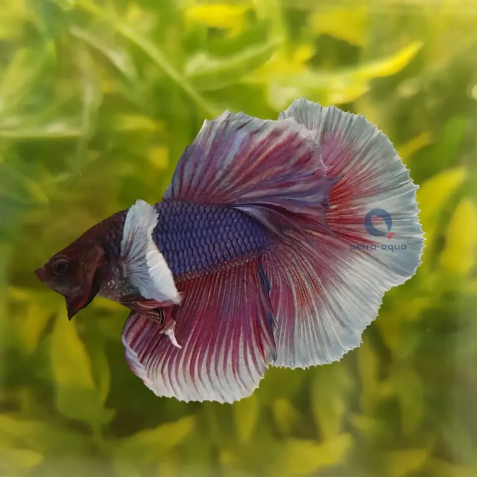 Näsets Ciklidhobby Betta male halfmoon big ears kampfisk XL