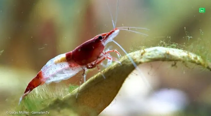 Garnelen TV Neocaridina Red Rili räka röd-vit Kohaku