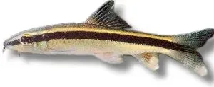 Näsets Ciklidhobby Epalzeorhynchus kallopterus 4-6 cm fisk