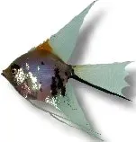 Näsets Ciklidhobby Pterophyllum scalare koi l.f. skalar 1,5–2 cm