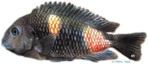 Näsets Ciklidhobby Tropheus moorii bulu-point ciklid över 7 cm Tanganyika