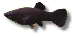 Näsets Ciklidhobby Black Molly akvariefisk 2,5–3,5 cm svart
