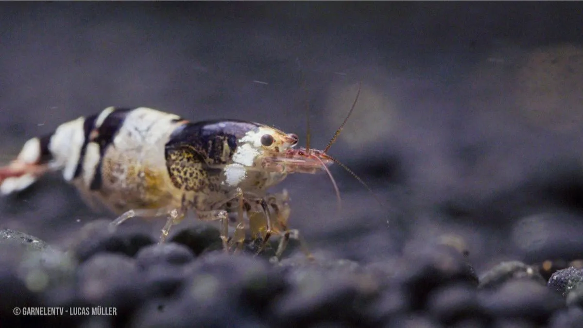 Garnelen TV Black Bee akvarieräka Caridina svartvit