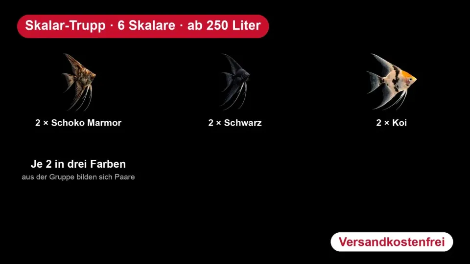 Skalar-trupp 6 skalare 3 färger akvariefisk 250 l