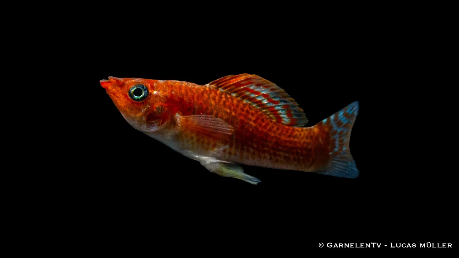 Garnelen TV Molly Bronze Poecilia latipinna akvariefisk