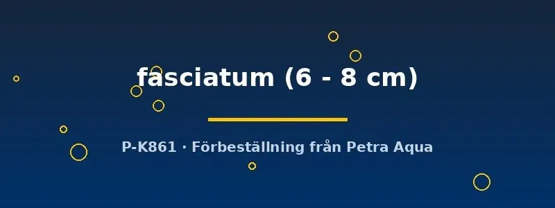 Näsets Ciklidhobby Pseudoplatystoma fasciatum mal 6–8 cm