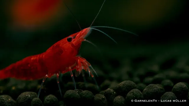 Garnelen TV Neocaridina Bloody Mary körsbärsräka röd