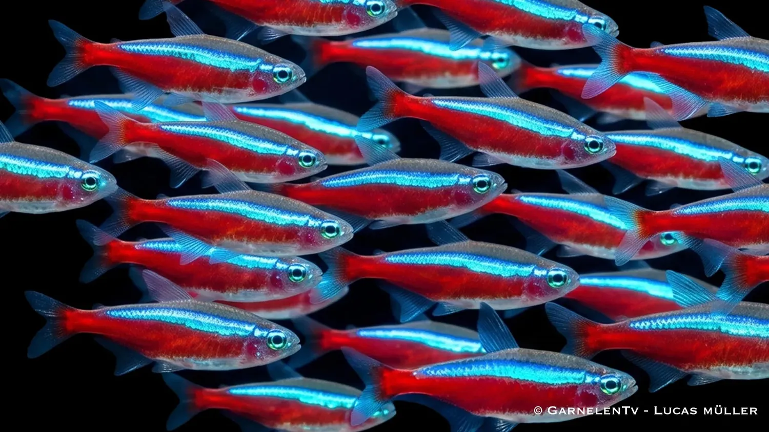 Garnelen TV röd neon 30-pack akvariefisk stim