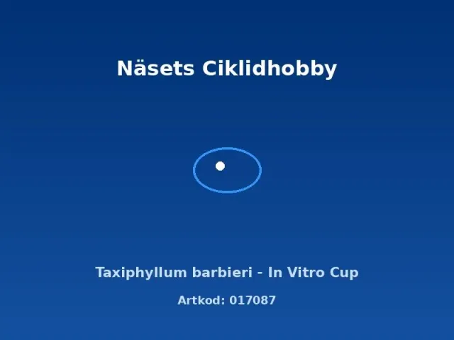 Näsets Ciklidhobby Taxiphyllum barbieri akvarieväxt in vitro cup