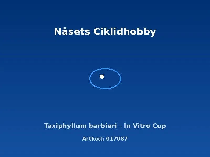 Näsets Ciklidhobby Taxiphyllum barbieri akvarieväxt in vitro cup