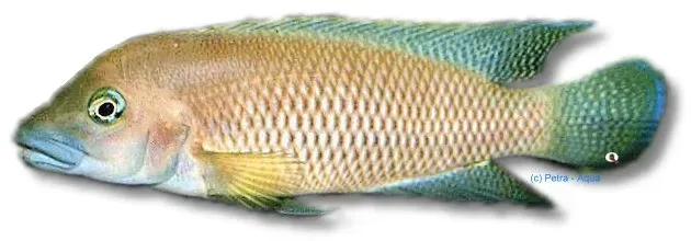Näsets Ciklidhobby Lamprologus mondabu ciklid 5–6 cm Tanganyika