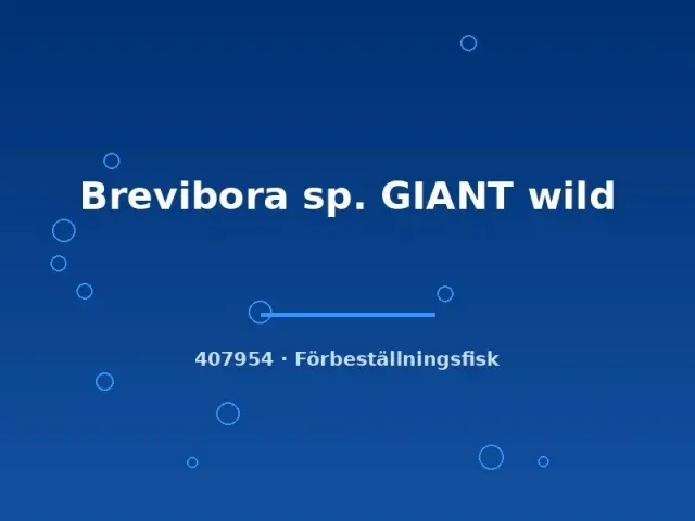 Näsets Ciklidhobby Brevibora sp. Giant stimfisk wild xlg