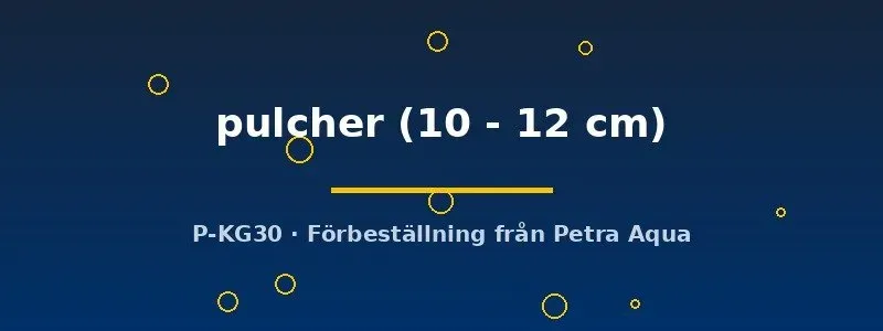 Näsets Ciklidhobby L168 Zonancistrus pulcher sugmal 10–12 cm