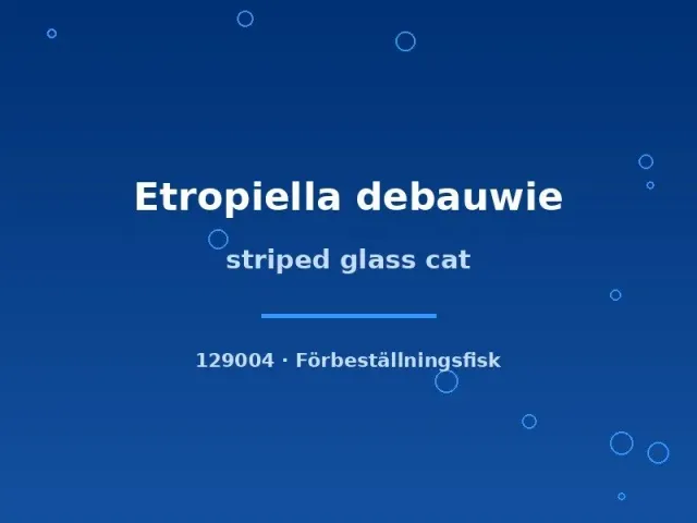 Näsets Ciklidhobby Etropiella debauwie glasmal xlg