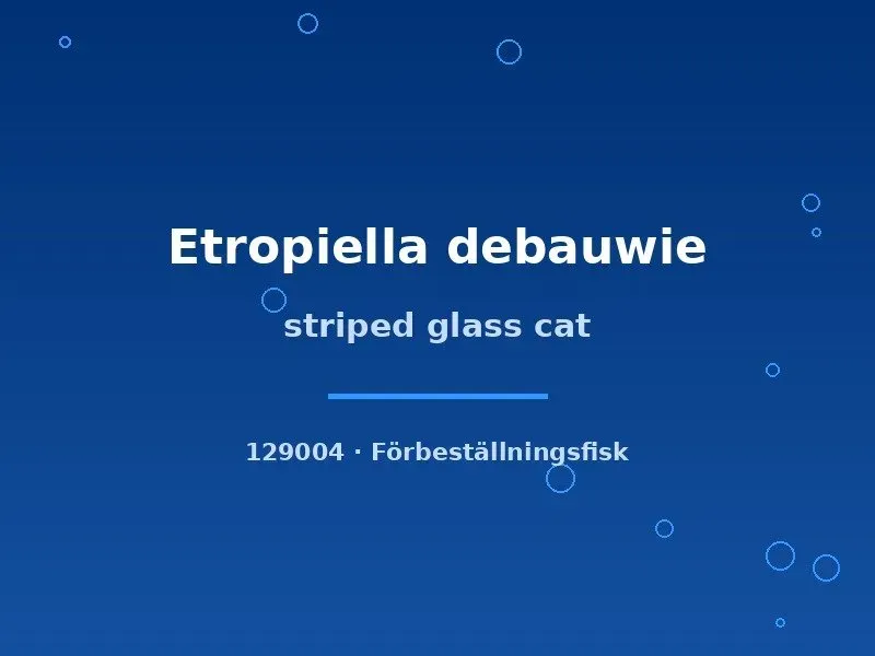 Näsets Ciklidhobby Etropiella debauwie glasmal xlg