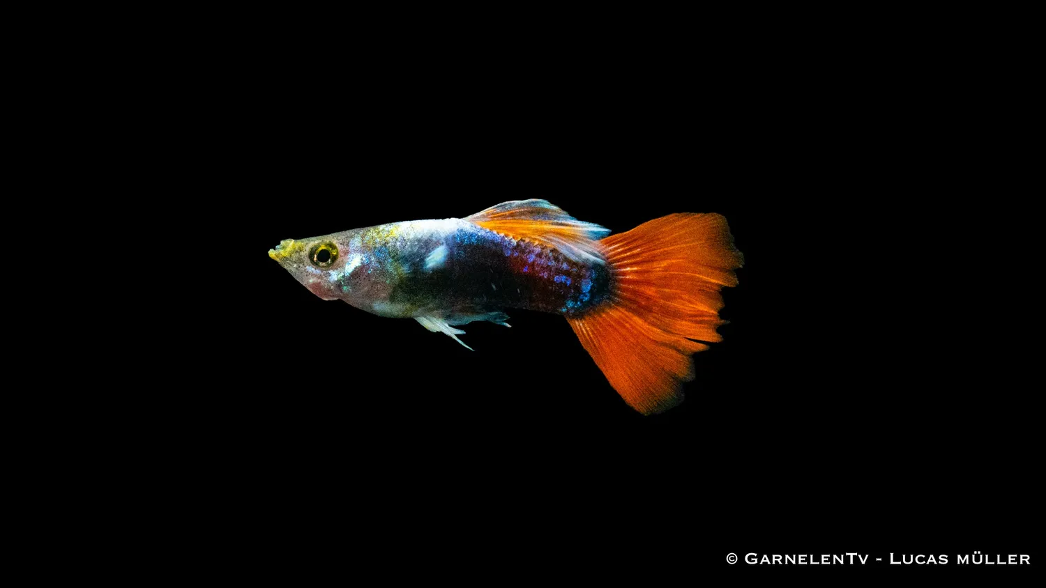 Garnelen TV Poecilia reticulata guppy hane röd tuxedo