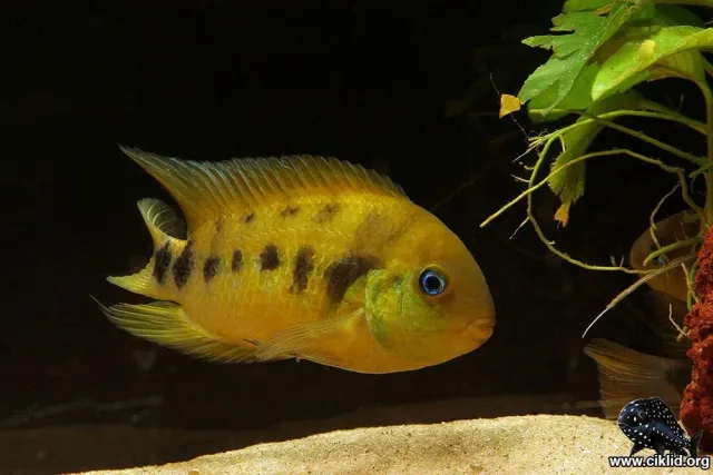 Näsets Ciklidhobby Gul Zebraciklid 3,5-4 cm ciklid fredlig