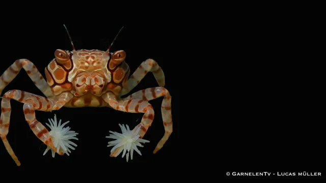 Garnelen TV Lybia tesselata boxerkrabba 1-2 cm