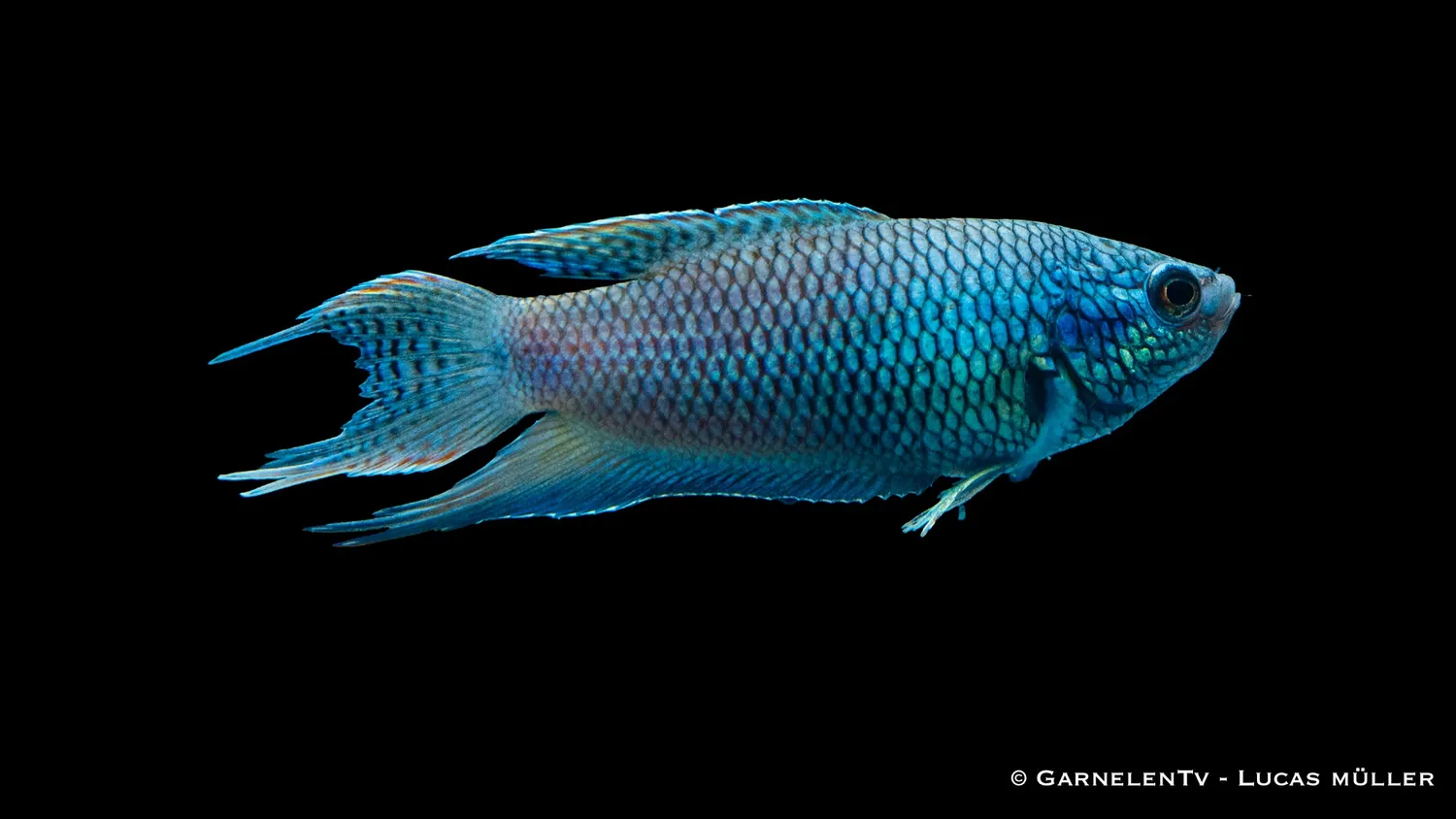 Garnelen TV Svart Royal Blue Macropodus spechti makropod 6–8 cm
