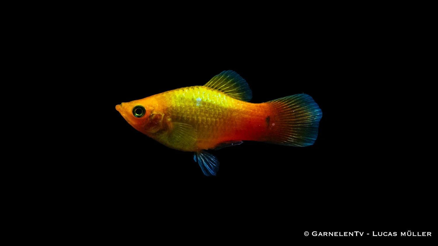 Garnelen TV Platy Gold glödljus 5-7cm sällskap