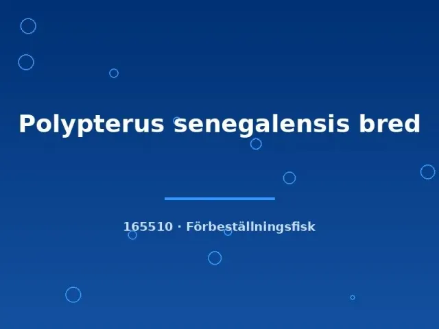 Polypterus senegalensis akvariefisk 6–8 cm bottenlevande
