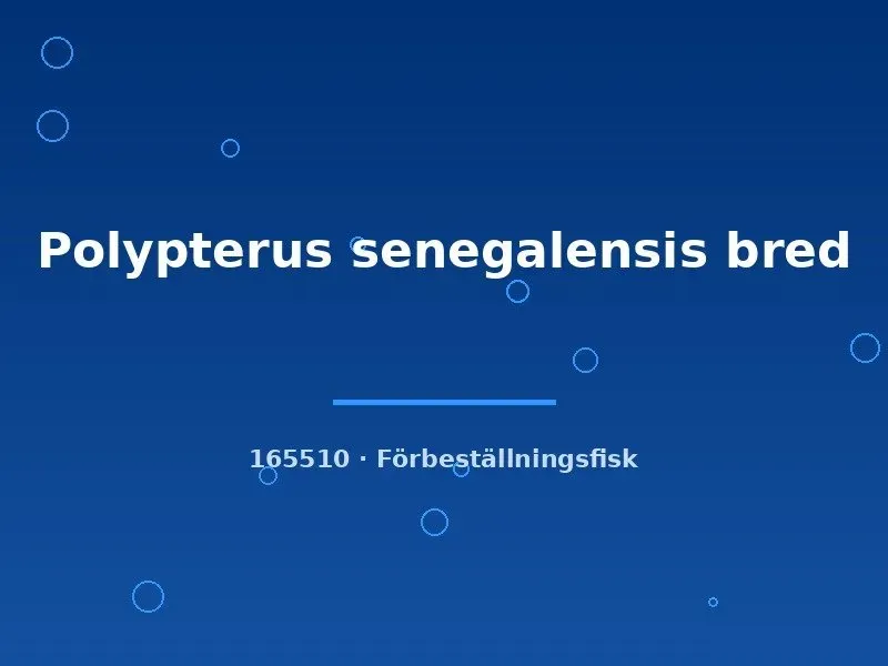 Polypterus senegalensis akvariefisk 6–8 cm bottenlevande