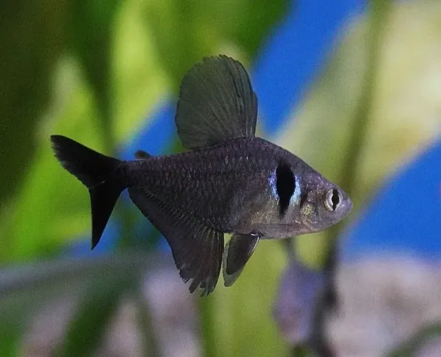 Näsets Ciklidhobby Svart fantomtetra akvariefisk stimfisk