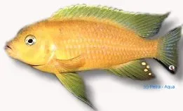 Pseudotropheus daktari 7-9 cm malawiciklid