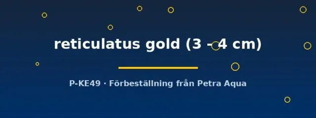 Näsets Ciklidhobby Crossocheilus reticulatus gold algätare 3–4