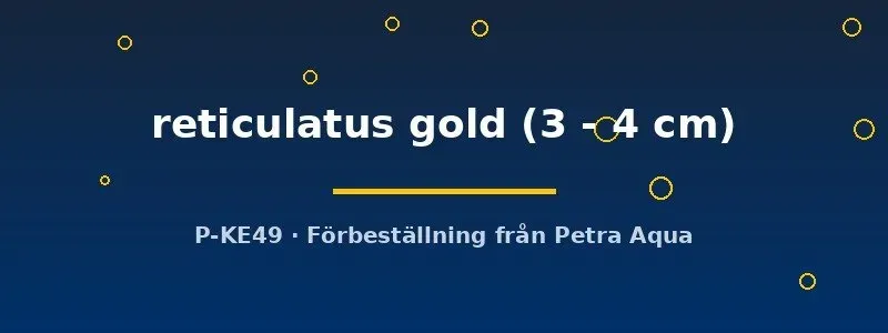 Näsets Ciklidhobby Crossocheilus reticulatus gold algätare 3–4