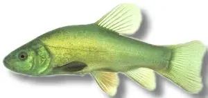 Näsets Ciklidhobby Blue Tench akvariefisk 12–16 cm blå