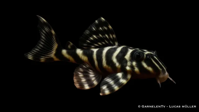 Garnelen TV L129 Hypancistrus debilittera zebramal 8–10 cm