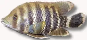 Tilapia Zebra buttikoferi akvariefisk 25–30 cm stor ciklid