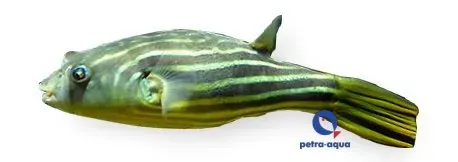 Näsets Tetraodon lineatus fahaka kulfisk 6–7 cm