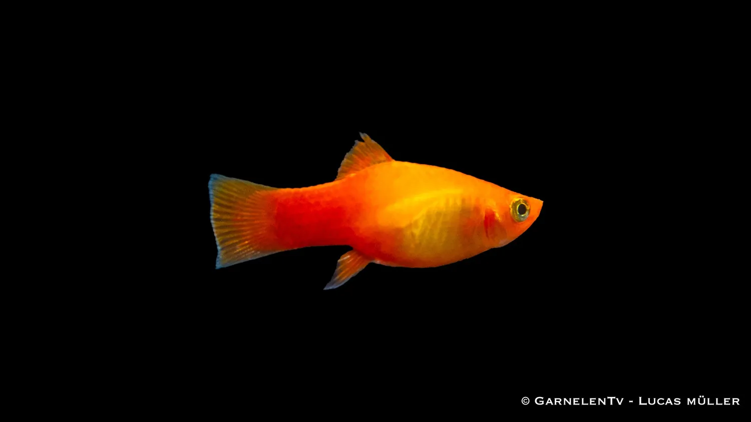 Garnelen TV Platy Marygold akvariefisk 5-7 cm