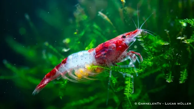 Garnelen TV Neocaridina Red Rili räka röd-vit Kohaku