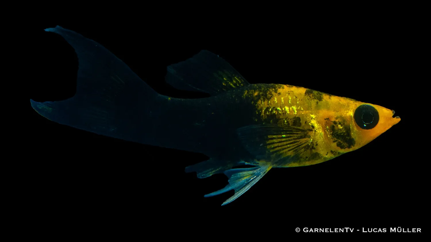 Garnelen TV Molly Goldstaub Lyra akvariefisk Poecilia sphenops