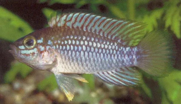 Apistogramma paebas dvärgciklid akvariefisk 3–3,5 cm