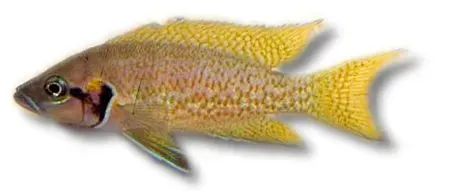 Näsets Ciklidhobby Neolamprologus helianthus ciklid 5–6 cm