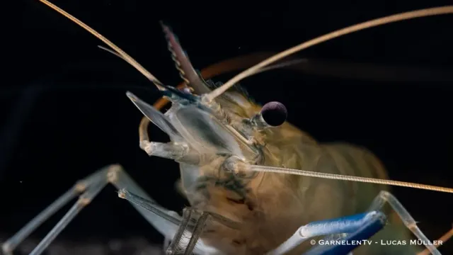 Garnelen TV Macrobrachium rosenbergii jätteräka blå