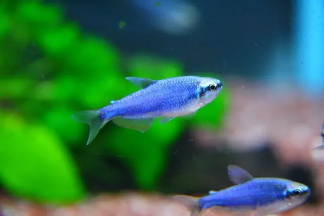 Näsets Ciklidhobby Inpaichthys kerri Superblå tetra XL