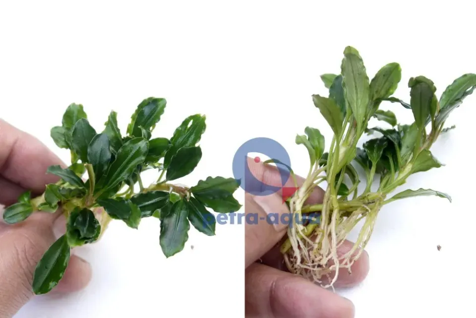 Näsets Ciklidhobby Bucephalandra kualakuayan akvarieväxt Easy8