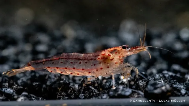 Garnelen TV Orange amanoräka Caridina multidentata 5 cm