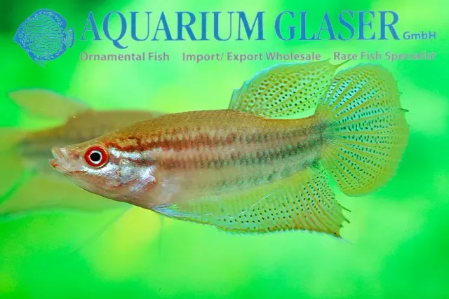 Trichopsis vittata gurami XLG krotande labyrintfisk