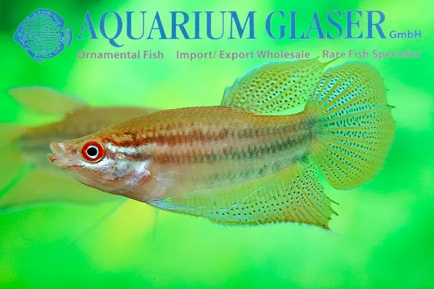 Trichopsis vittata gurami XLG krotande labyrintfisk
