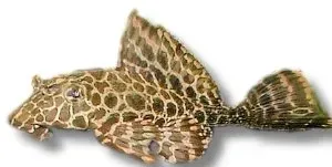 Näsets Plecostomus sugmal 25-30 cm algätare