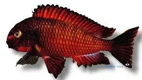 Tropheus Moorii Chimba 3,5–4,5 cm ciklid Tanganyika