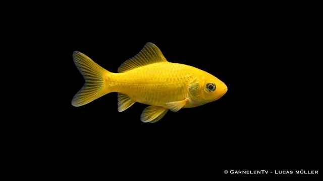 Carassius auratus gul guldfisk 4-6 cm damm