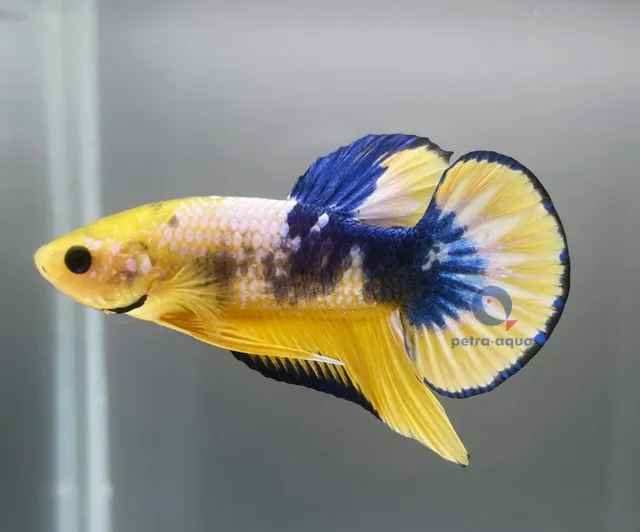 Näsets Ciklidhobby Betta spl Plakat Hellboy Yellow kampfisk XL