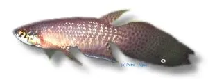 Näsets Ciklidhobby Pterolebias longipinnis akvariefisk 4–6 cm ytlevande